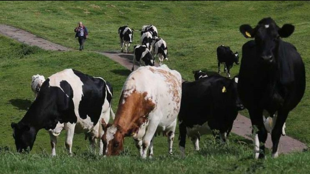 أنفلونزا في حليب الأبقار تثير مخاوف جائحة جديدة في العالم