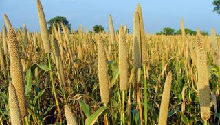 غذاء العالم في خطر.. تراجع إنتاجية محاصيل الحبوب بسبب تغير المناخ
